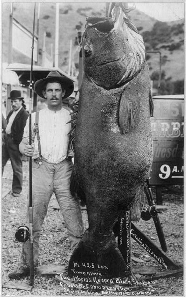 Edward Llewellyn and 425 Lb. Sea Bass on Catalina Island August, 1903