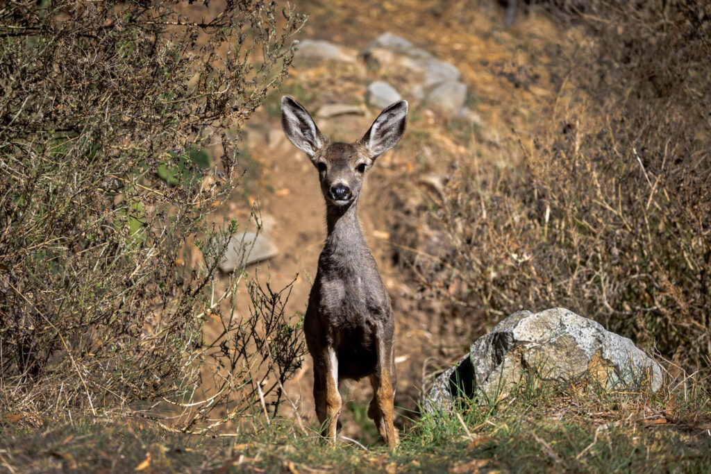 Mule Deer on Catalina Island